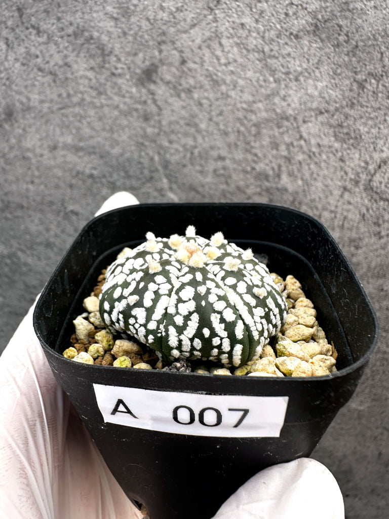 新着の植物 – Page 9 – プラントブラザーズ