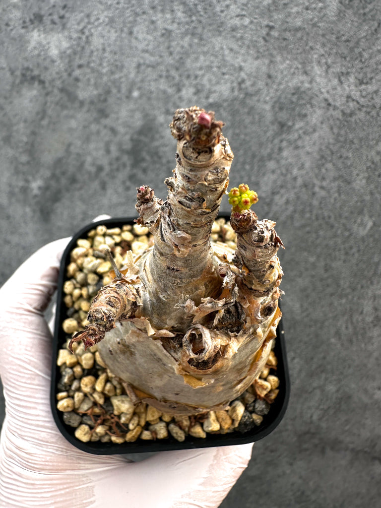 【現品限り】キフォステンマ・ベティフォルメ ナローリーフ 現地株 発根済み【A80】 Cyphostemma betiforme Somalia