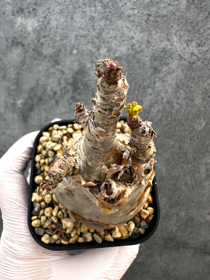 【現品限り】キフォステンマ・ベティフォルメ ナローリーフ 現地株 発根済み【A80】 Cyphostemma betiforme Somalia