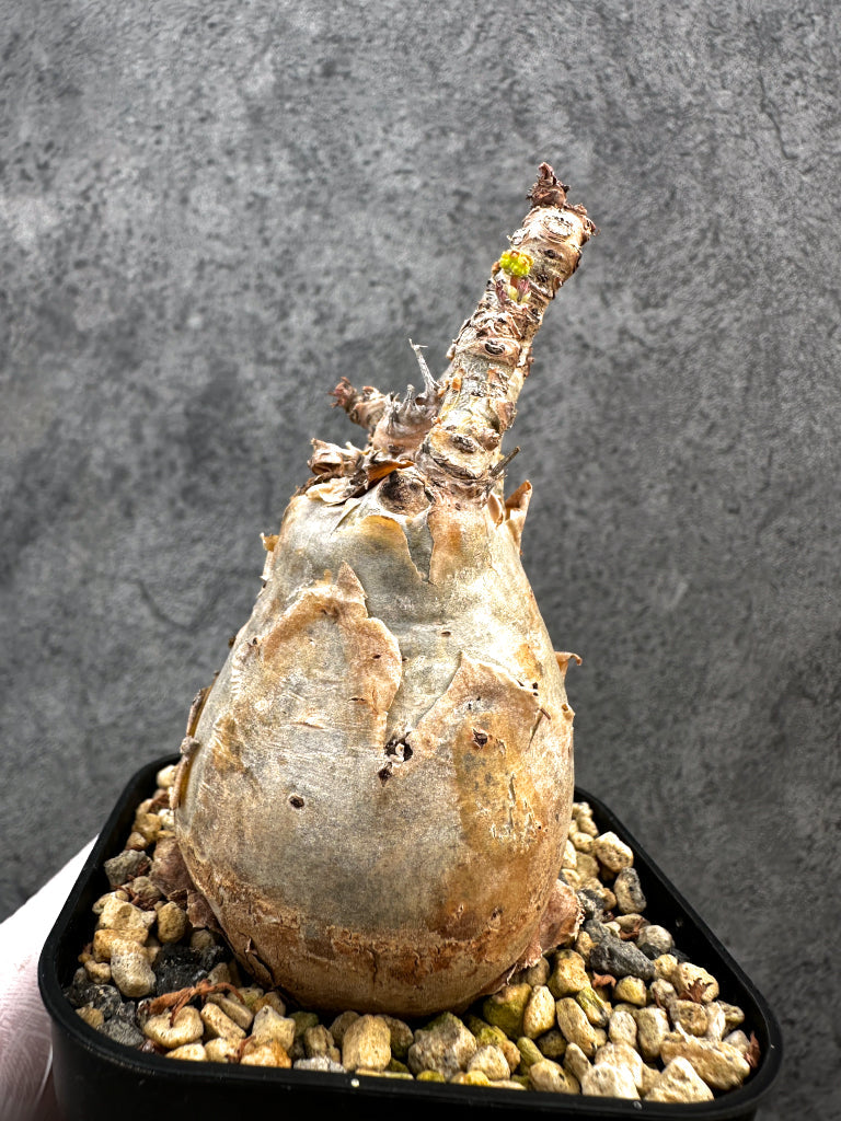 【現品限り】キフォステンマ・ベティフォルメ ナローリーフ 現地株 発根済み【A80】 Cyphostemma betiforme Somalia