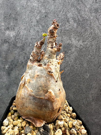 【現品限り】キフォステンマ・ベティフォルメ ナローリーフ 現地株 発根済み【A80】 Cyphostemma betiforme Somalia