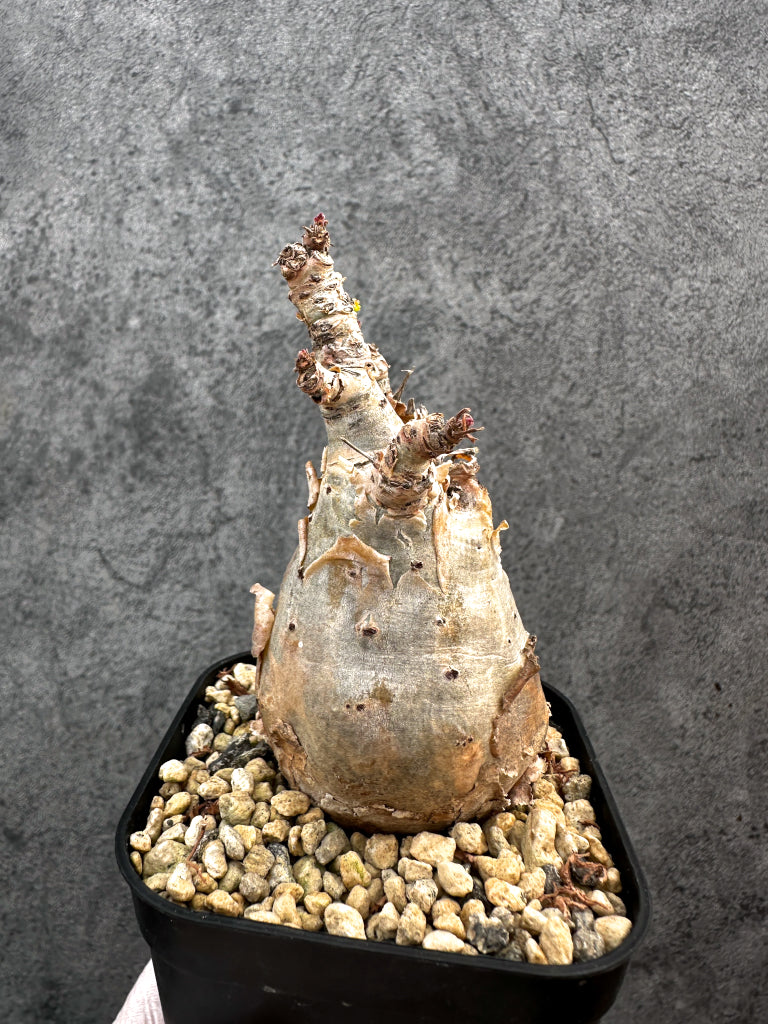 【現品限り】キフォステンマ・ベティフォルメ ナローリーフ 現地株 発根済み【A80】 Cyphostemma betiforme Somalia