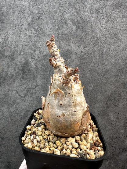 【現品限り】キフォステンマ・ベティフォルメ ナローリーフ 現地株 発根済み【A80】 Cyphostemma betiforme Somalia