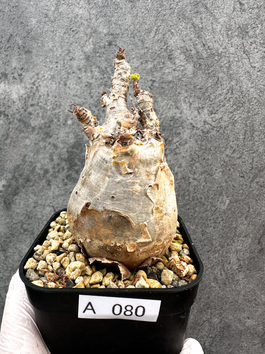 【現品限り】キフォステンマ・ベティフォルメ ナローリーフ 現地株 発根済み【A80】 Cyphostemma betiforme Somalia