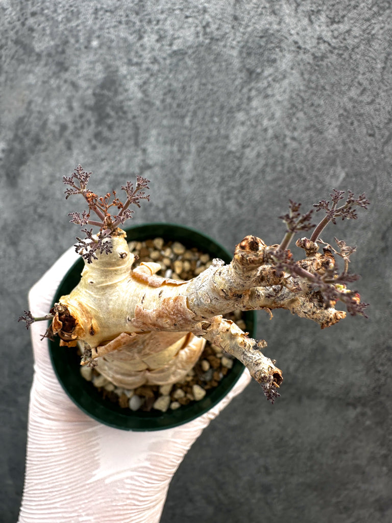 【現品限り】キフォステンマ・ベティフォルメ ナローリーフ 現地株 発根済み【A81】 Cyphostemma betiforme Somalia