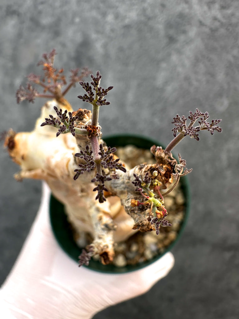 【現品限り】キフォステンマ・ベティフォルメ ナローリーフ 現地株 発根済み【A81】 Cyphostemma betiforme Somalia