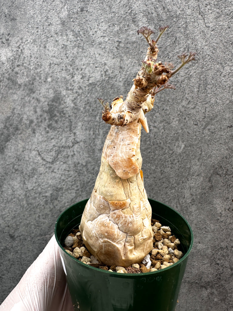 【現品限り】キフォステンマ・ベティフォルメ ナローリーフ 現地株 発根済み【A81】 Cyphostemma betiforme Somalia