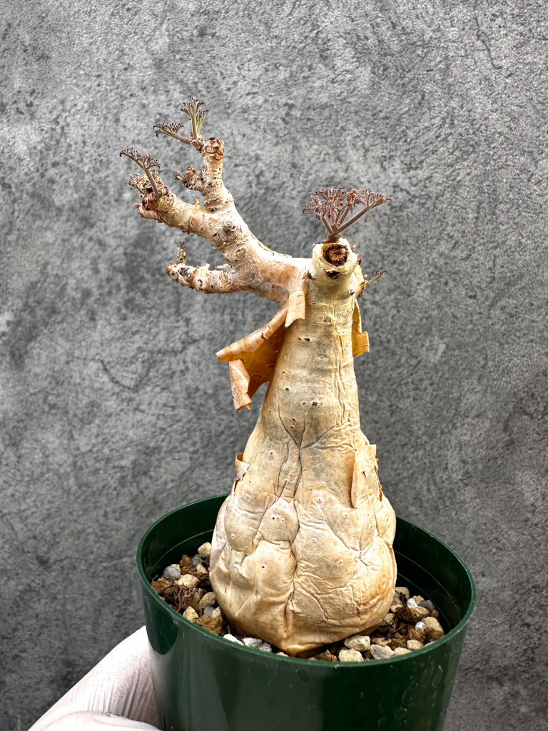 【現品限り】キフォステンマ・ベティフォルメ ナローリーフ 現地株 発根済み【A81】 Cyphostemma betiforme Somalia