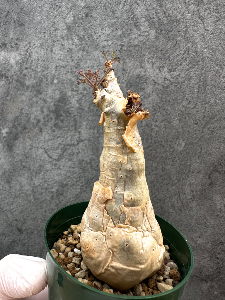 【現品限り】キフォステンマ・ベティフォルメ ナローリーフ 現地株 発根済み【A81】 Cyphostemma betiforme Somalia