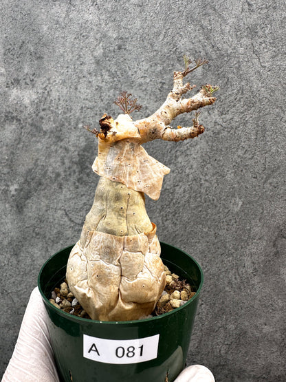 【現品限り】キフォステンマ・ベティフォルメ ナローリーフ 現地株 発根済み【A81】 Cyphostemma betiforme Somalia