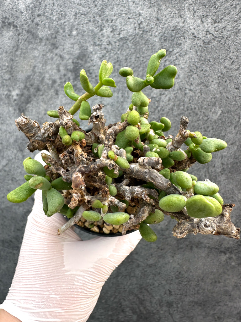 【現品限り】ケラリア・ピグマエア 現地株 発根済み【A82】 Ceraria pygmaea