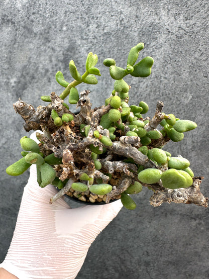 【現品限り】ケラリア・ピグマエア 現地株 発根済み【A82】 Ceraria pygmaea