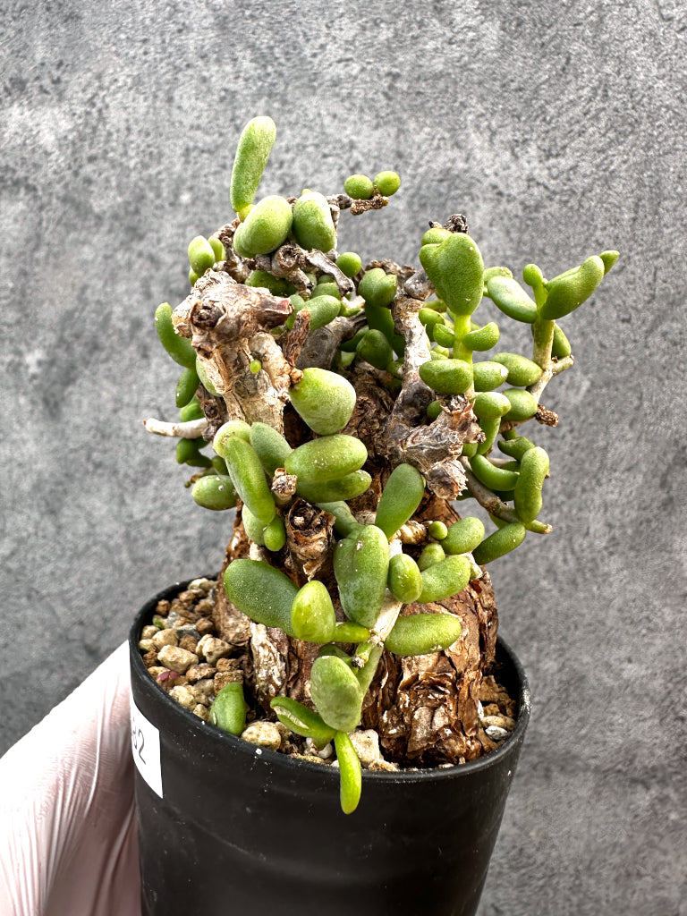 【現品限り】ケラリア・ピグマエア 現地株 発根済み【A82】 Ceraria pygmaea