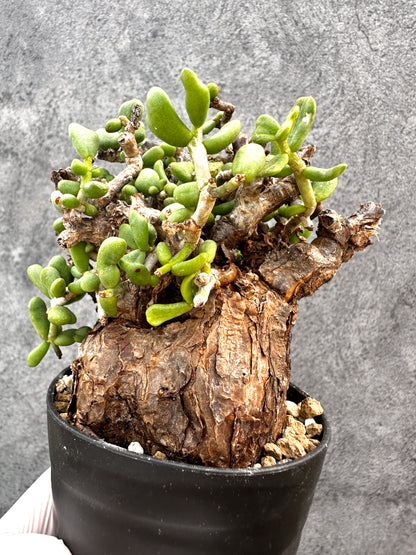 【現品限り】ケラリア・ピグマエア 現地株 発根済み【A82】 Ceraria pygmaea