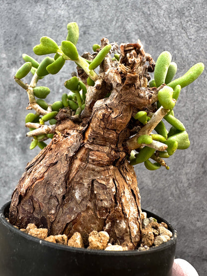 【現品限り】ケラリア・ピグマエア 現地株 発根済み【A82】 Ceraria pygmaea