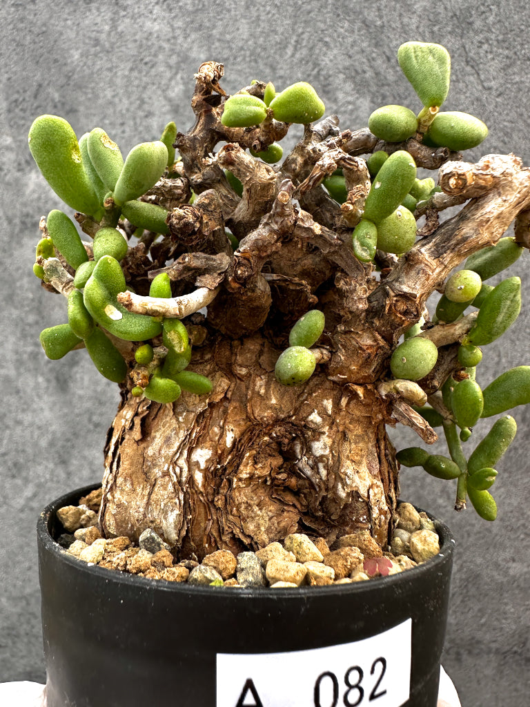 【現品限り】ケラリア・ピグマエア 現地株 発根済み【A82】 Ceraria pygmaea