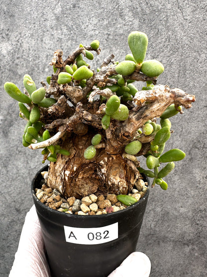 【現品限り】ケラリア・ピグマエア 現地株 発根済み【A82】 Ceraria pygmaea