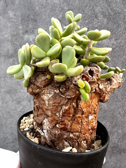 【現品限り】ケラリア・ピグマエア 現地株 発根済み【A83】 Ceraria pygmaea