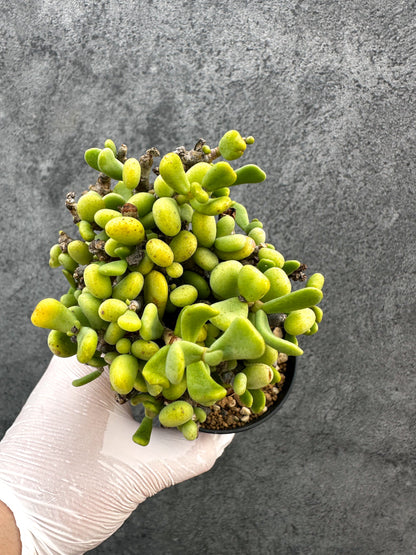 【現品限り】ケラリア・ピグマエア 現地株 発根済み【A84】 Ceraria pygmaea