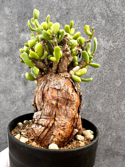 【現品限り】ケラリア・ピグマエア 現地株 発根済み【A84】 Ceraria pygmaea