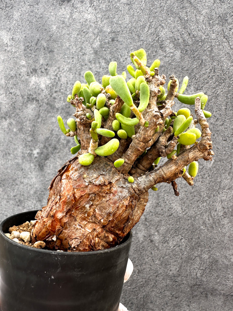 【現品限り】ケラリア・ピグマエア 現地株 発根済み【A84】 Ceraria pygmaea