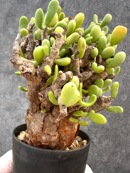 【現品限り】ケラリア・ピグマエア 現地株 発根済み【A84】 Ceraria pygmaea