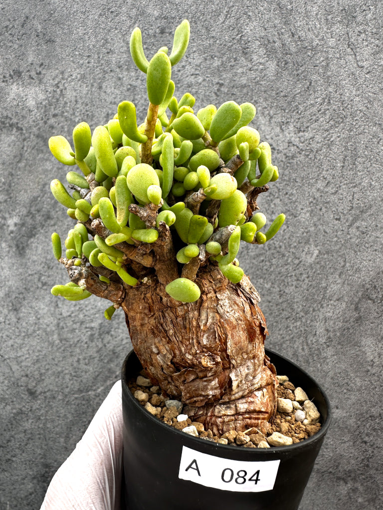 【現品限り】ケラリア・ピグマエア 現地株 発根済み【A84】 Ceraria pygmaea