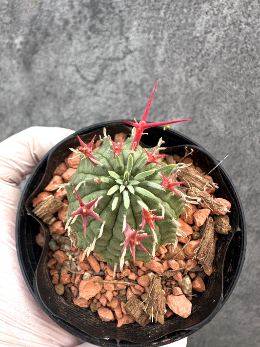 【現品限り】ユーフォルビア・群星冠【A85】 Euphorbia stellispina
