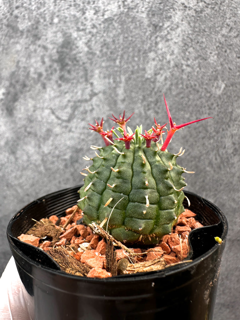 【現品限り】ユーフォルビア・群星冠【A85】 Euphorbia stellispina