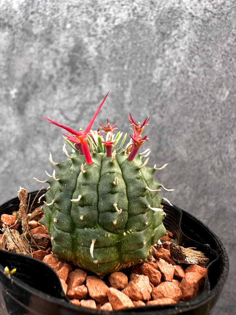 【現品限り】ユーフォルビア・群星冠【A85】 Euphorbia stellispina