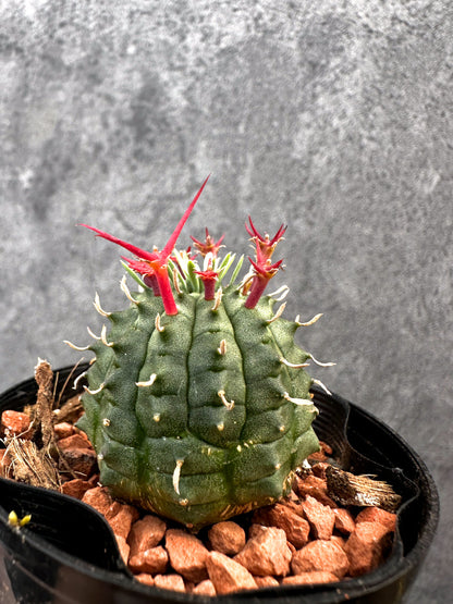 【現品限り】ユーフォルビア・群星冠【A85】 Euphorbia stellispina