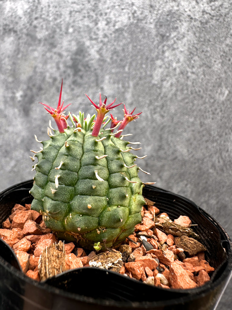ユーフォルビア・群星冠【A85】 Euphorbia stellispina | Plant