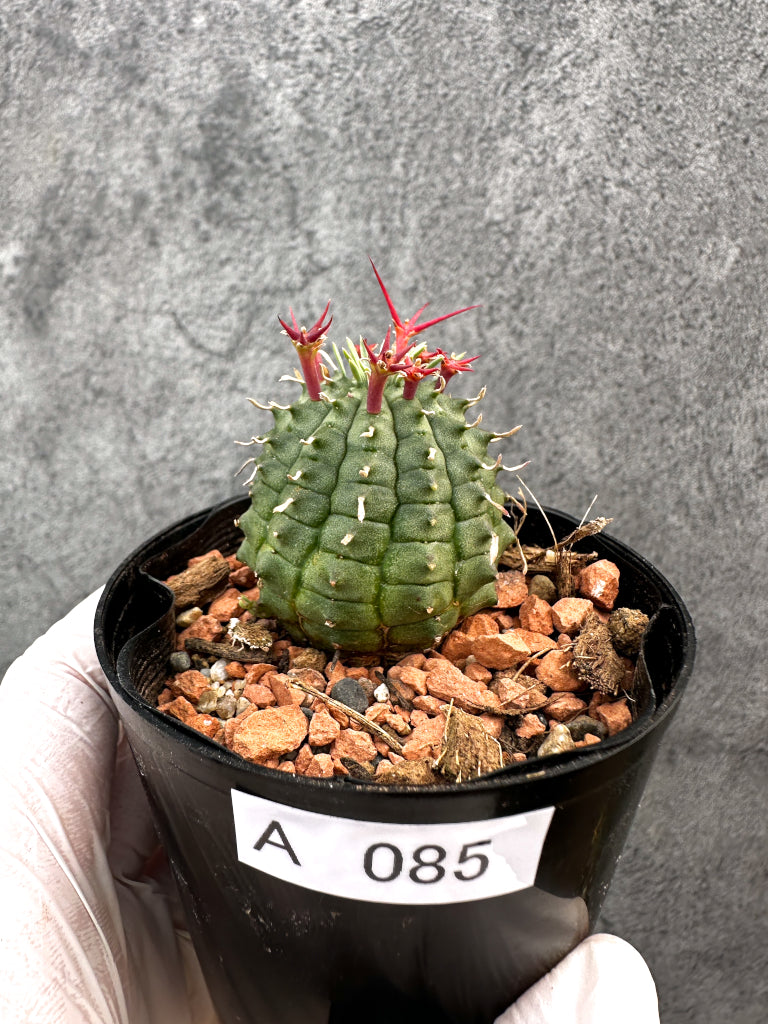 ユーフォルビア 群星冠 2（♂株） ユーフォルビア 群星冠 Euphorbia stellispina No.2 | mana'