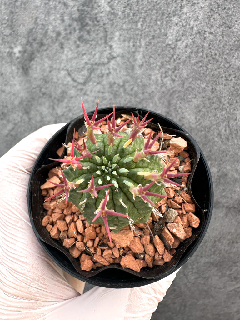 【現品限り】ユーフォルビア・群星冠【A86】 Euphorbia stellispina
