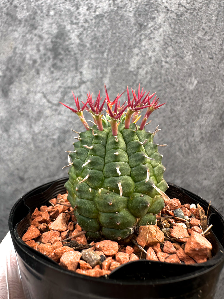 【現品限り】ユーフォルビア・群星冠【A86】 Euphorbia stellispina