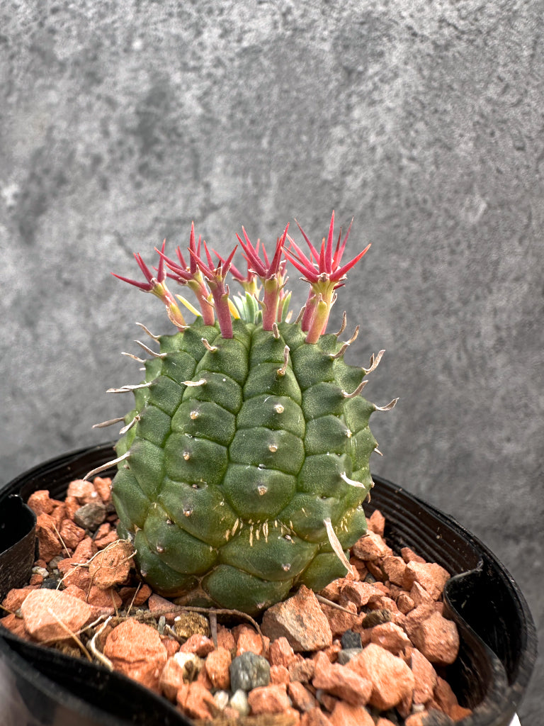 【現品限り】ユーフォルビア・群星冠【A86】 Euphorbia stellispina