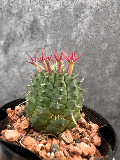 【現品限り】ユーフォルビア・群星冠【A86】 Euphorbia stellispina