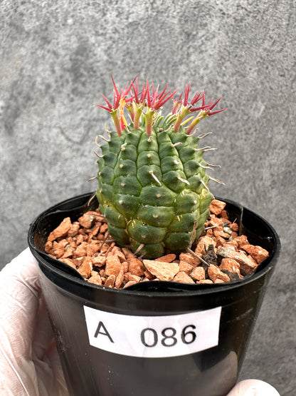【現品限り】ユーフォルビア・群星冠【A86】 Euphorbia stellispina