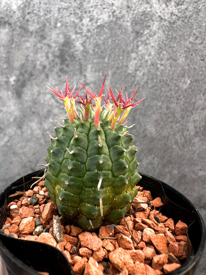 【現品限り】ユーフォルビア・群星冠【A86】 Euphorbia stellispina