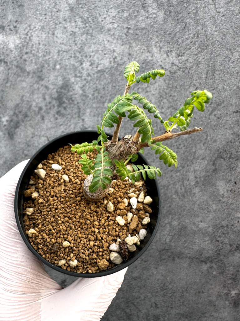 ボスウェリア(Boswellia) – プラントブラザーズ