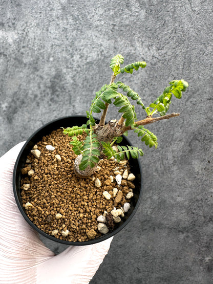 【現品限り】ボスウェリア・ネグレクタ 実生【A87】 Boswellia neglecta