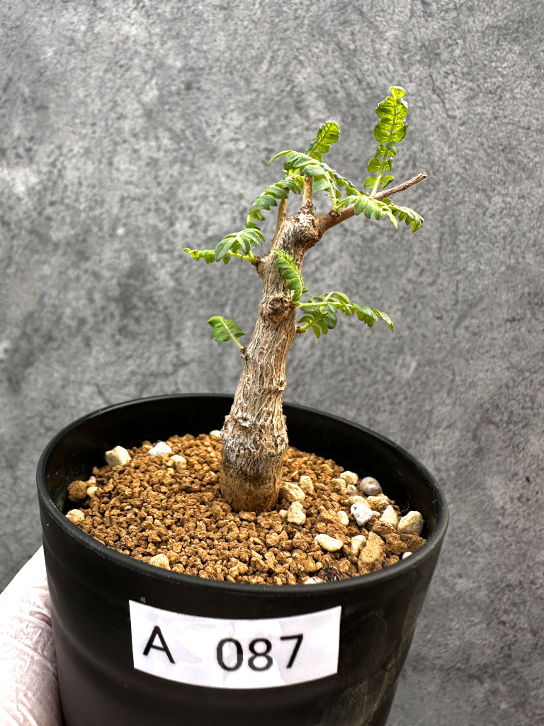 ボスウェリア(Boswellia) – プラントブラザーズ
