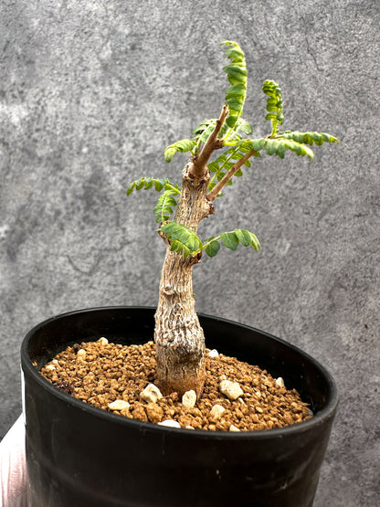 【現品限り】ボスウェリア・ネグレクタ 実生【A87】 Boswellia neglecta