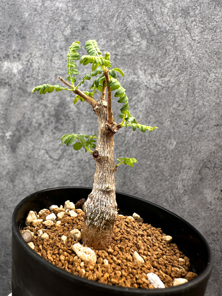 【現品限り】ボスウェリア・ネグレクタ 実生【A87】 Boswellia neglecta