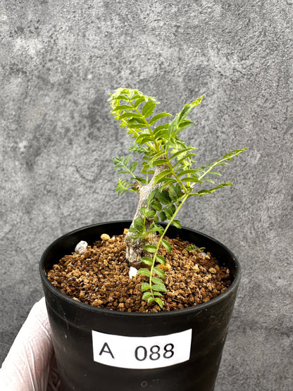 【現品限り】ボスウェリア・ネグレクタ 実生【A88】 Boswellia neglecta