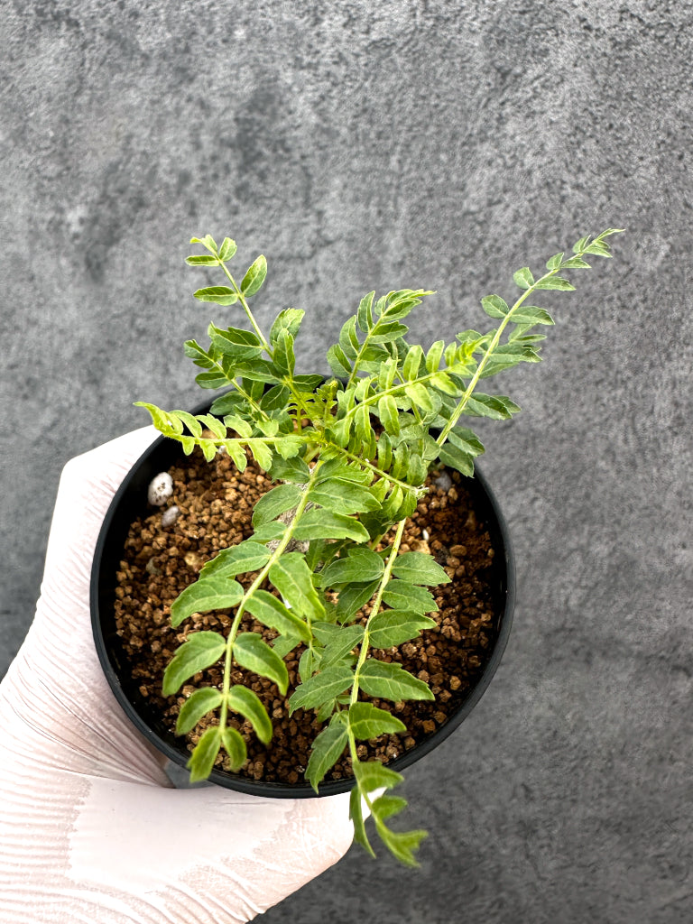 【現品限り】ボスウェリア・ネグレクタ 実生【A88】 Boswellia neglecta
