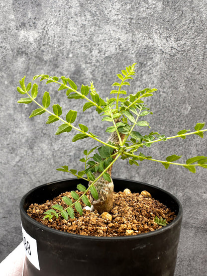 【現品限り】ボスウェリア・ネグレクタ 実生【A88】 Boswellia neglecta