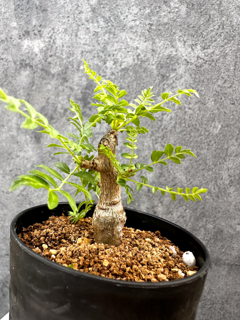 【現品限り】ボスウェリア・ネグレクタ 実生【A88】 Boswellia neglecta