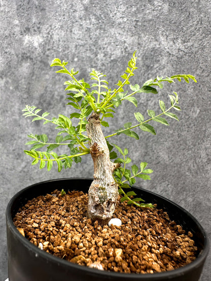 【現品限り】ボスウェリア・ネグレクタ 実生【A88】 Boswellia neglecta