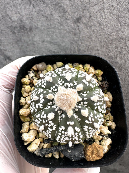 【現品限り】アストロフィツム・スーパー兜 実生【A8】 Astrophytum Super Kabuto